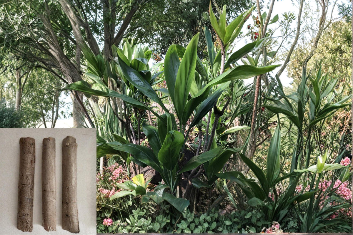 Hawaiian Green Ti Leaf Cuttings 6 Inch Cordyline fruticosa Unrooted Tropical Plant