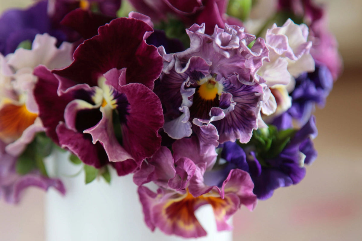 Moulin Rouge Pansy Seeds – Viola wittrockiana, 200+ Heirloom Cold-Hardy Flower Seeds for Containers & Garden