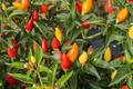 Fire Cracker Pepper Seeds | Birdseye Chili | Hot Pepper Seeds | Non-GMO Capsicum frutescens