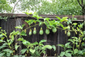 Purple Passion Fruit Cuttings - 12" Unrooted Passiflora edulis Tropical Climbing Vine for Garden, Trellis, or Fence