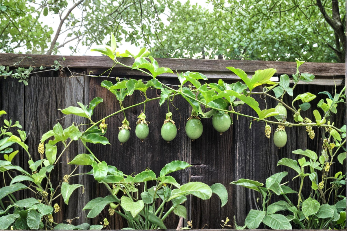 Purple Passion Fruit Cuttings - 12" Unrooted Passiflora edulis Tropical Climbing Vine for Garden, Trellis, or Fence