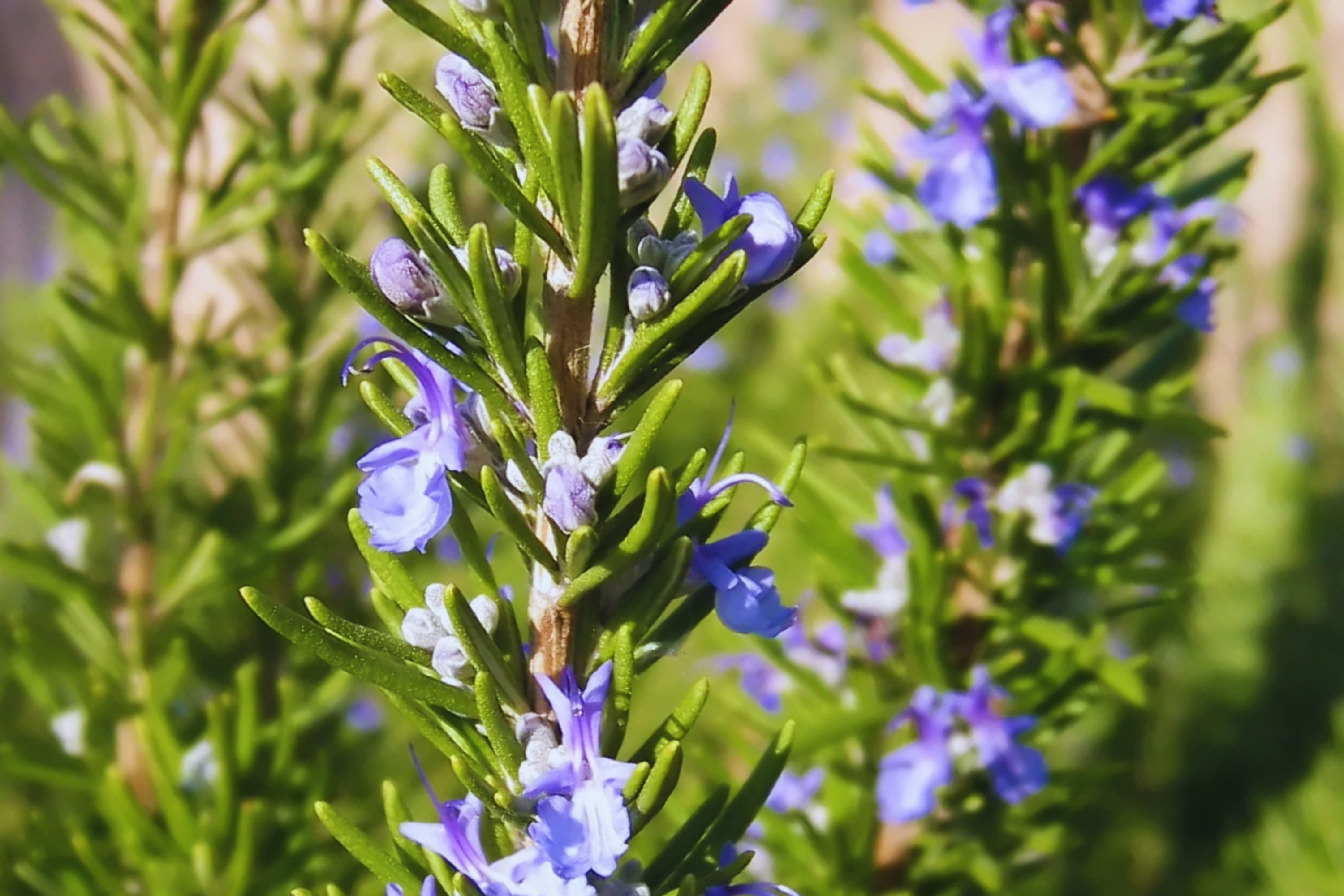 Rosemary Seeds | Culinary Herb | Evergreen Shrub | Perennial Garden Container | Rosmarinus officinalis