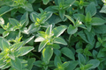 Italian Oregano Seeds - Non-GMO Culinary Herb - Origanum vulgare - Compact, Full Sun, Drought Tolerant