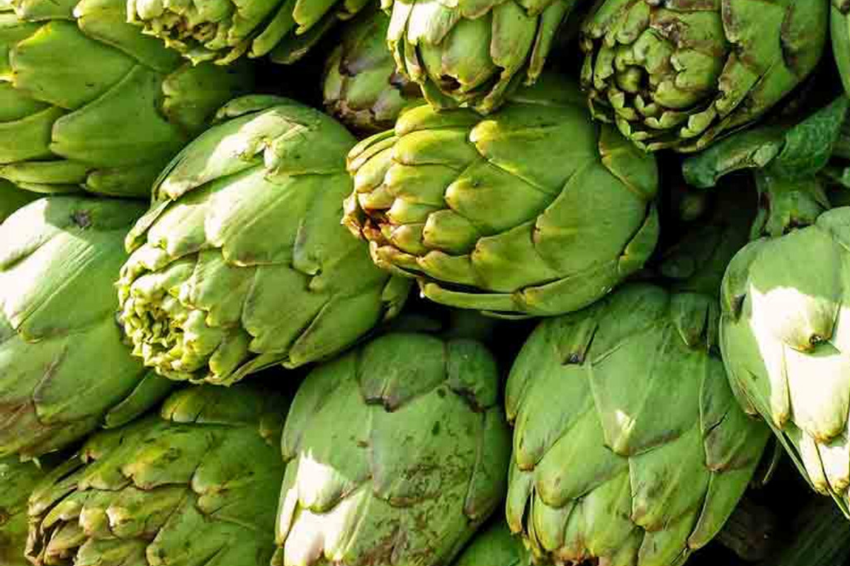 Green Globe Artichoke Seeds | Non-GMO, Heirloom Cynara scolymus, Culinary & Garden Plant