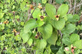 Woolly Dutchman’s Pipevine Seeds – Aristolochia tomentosa Native Perennial Climber with Pipe-Shaped Flowers, Wildlife & Pollinator Plant