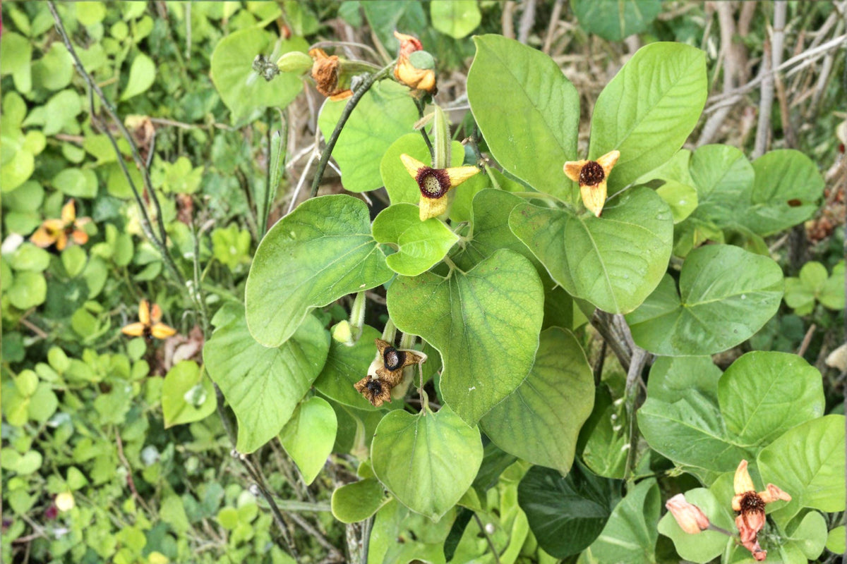 Woolly Dutchman’s Pipevine Seeds – Aristolochia tomentosa Native Perennial Climber with Pipe-Shaped Flowers, Wildlife & Pollinator Plant