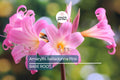 Amaryllis Belladonna Pink Naked Lady Bulb – Fragrant Pink Blooms, Rock Garden, USDA Zones 8-11, Summer Flowering, Award-Winning