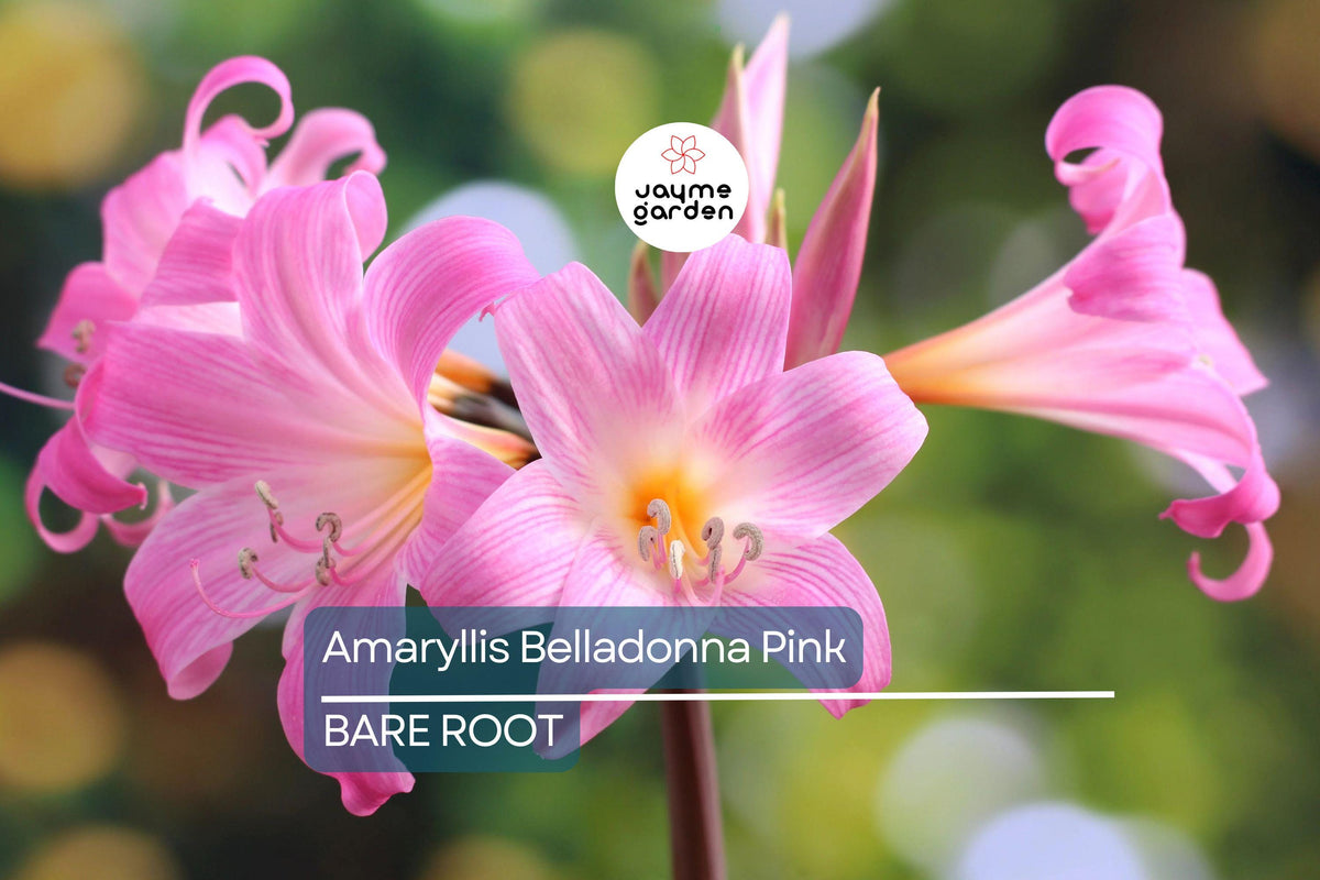Amaryllis Belladonna Pink Naked Lady Bulb – Fragrant Pink Blooms, Rock Garden, USDA Zones 8-11, Summer Flowering, Award-Winning