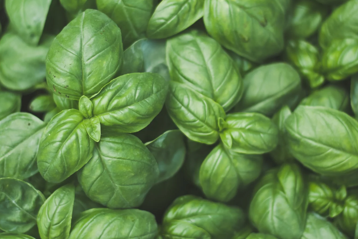 Genovese Basil Herb Seeds, Non-GMO, Sweet Basil, Ocimum basilicum, Indoor & Outdoor Gardening, Pesto & Culinary Herb