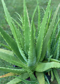 Organic Aloe Vera Plant – Live Succulent 14–18 Inches, Medicinal, Natural Skincare, Indoor/Outdoor Houseplant