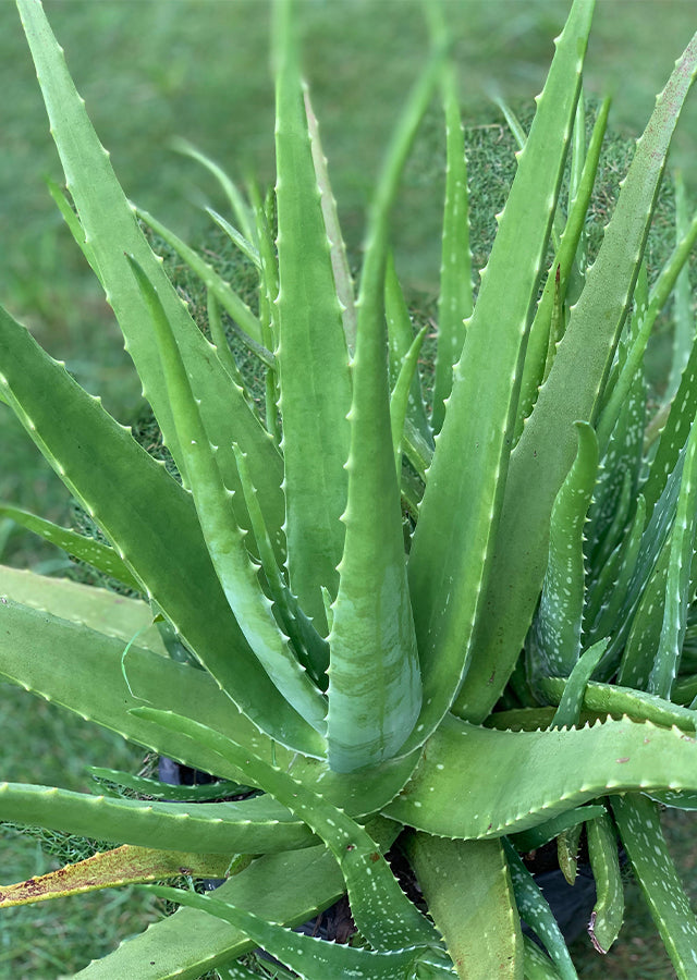 Organic Aloe Vera Plant – Live Succulent 14–18 Inches, Medicinal, Natural Skincare, Indoor/Outdoor Houseplant
