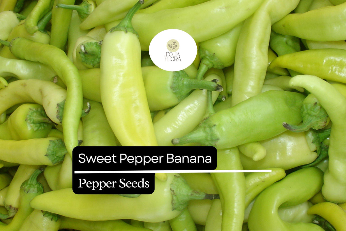 30 Seeds Sweet Banana Pepper Capsicum annuum – Mild, Yellow, Versatile for Fresh Eating, Cooking & Pickling