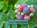 Mysore Black Raspberry Plant Bare Root Rubus niveus Tropical Fruit Bush for Garden and Orchard
