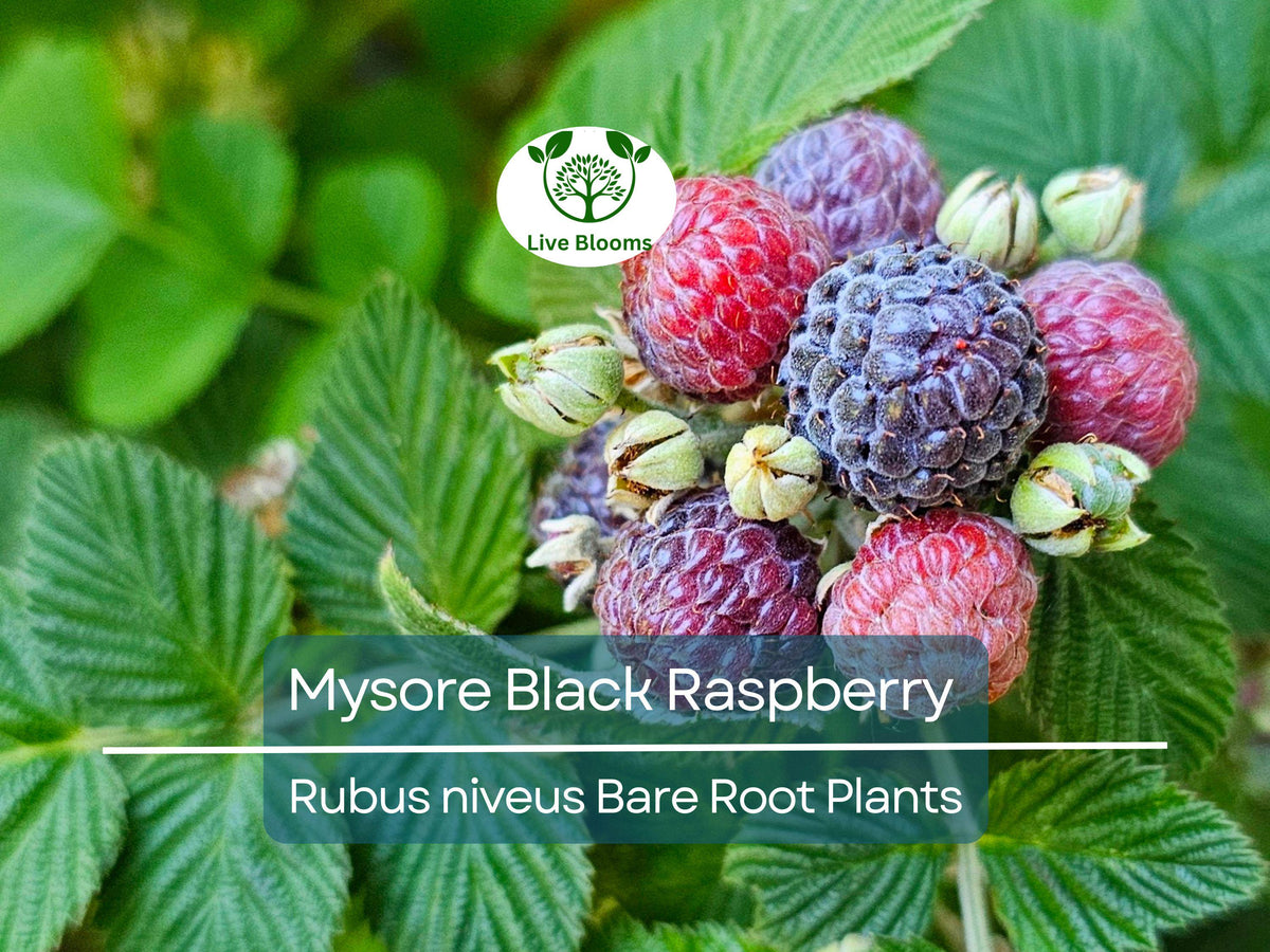 Mysore Black Raspberry Plant Bare Root Rubus niveus Tropical Fruit Bush for Garden and Orchard