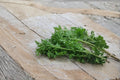 Pepper Cress Seeds | 75 Microgreen Herb Seeds | Lepidium sativum Edible Garden Microgreens & Greens