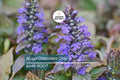 3 Live Ajuga reptans ‘Chocolate Chip’ Bare Root Plants - Perennial Ground Cover with Blue Flowers & Bronze Foliage