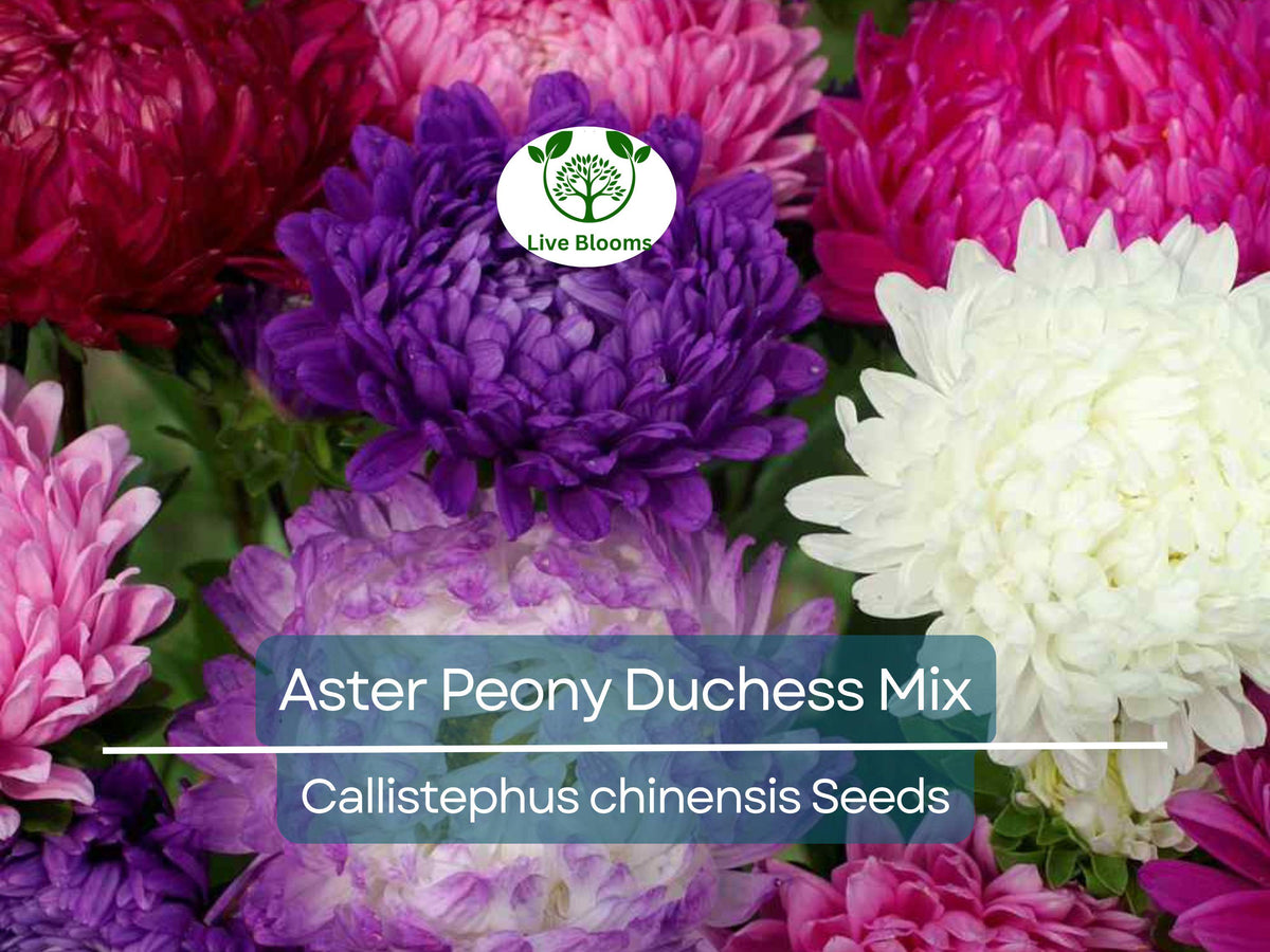 200 Seeds Aster Peony Duchess Mix - Non-GMO, Vibrant Colors, Easy to Grow, Aster x hybrida Garden Flowers