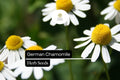 German Chamomile Seeds – 2500 Pack, Matricaria chamomilla, Calming Herb with White and Yellow Flowers, Attracts Pollinators