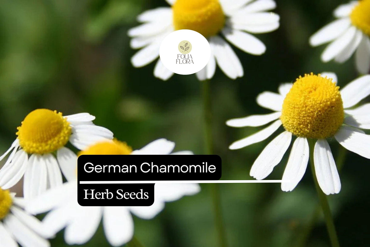 German Chamomile Seeds – 2500 Pack, Matricaria chamomilla, Calming Herb with White and Yellow Flowers, Attracts Pollinators