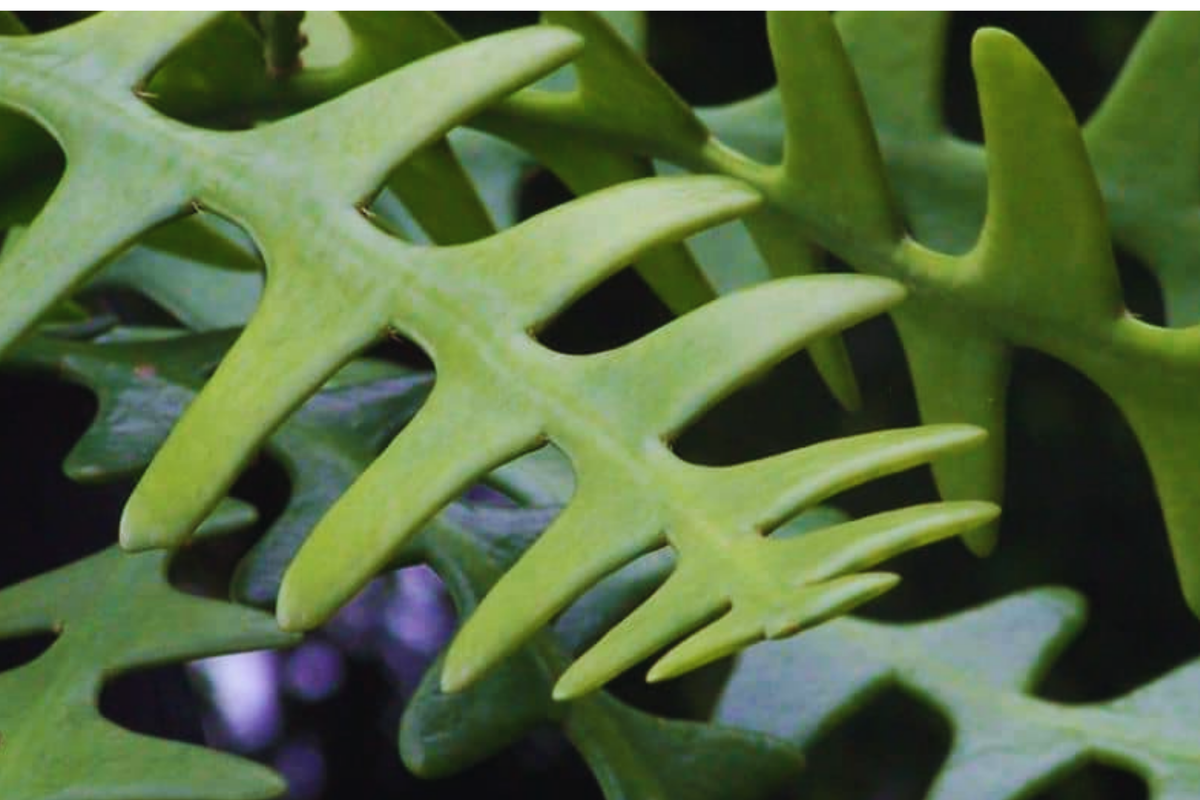 Ric Rac Cutting Pack Orchid Cactus Fish Bone Succulent Cryptocereus anthonyanus Indoor Plant
