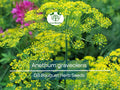 700 Dill Bouquet Seeds – Anethum graveolens Herb for Cooking & Pickling – Organic Non-GMO Seed Pack