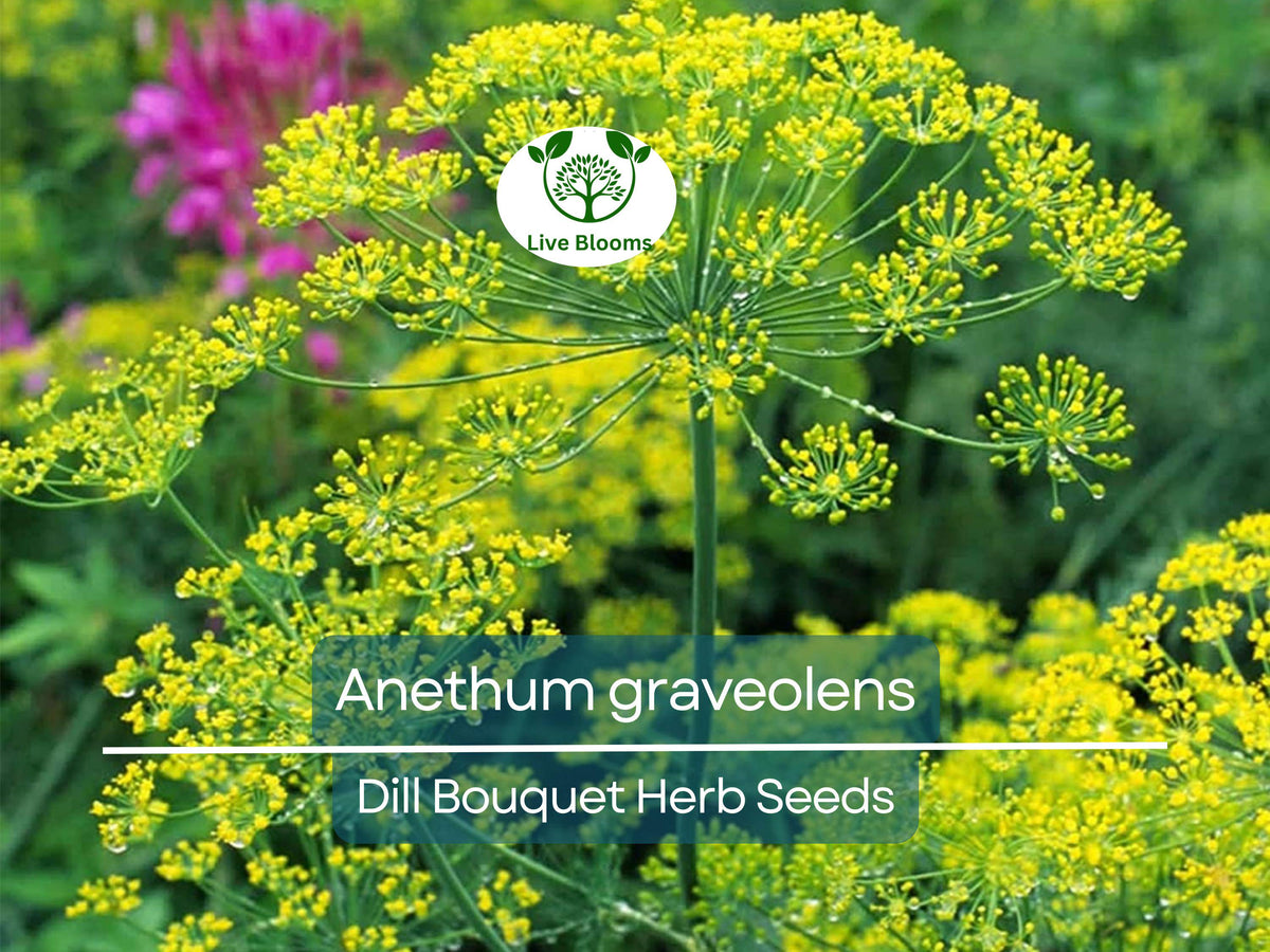 700 Dill Bouquet Seeds – Anethum graveolens Herb for Cooking & Pickling – Organic Non-GMO Seed Pack