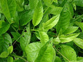 6 Gynura procumbens Cuttings – Unrooted Live Starter Stems for Tropical Gardens & Containers – Longevity Spinach Foliage