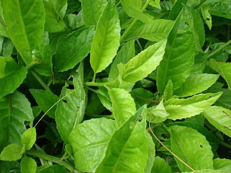 6 Gynura procumbens Cuttings – Unrooted Live Starter Stems for Tropical Gardens & Containers – Longevity Spinach Foliage
