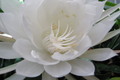 Unrooted Cutting Epiphyllum Oxypetalum Fragrant Orchid Cactus Cereus 8" Indoor Plant