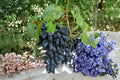Moon Drop Grape Vine Seedless Fruit Plant | Vitis vinifera | Climbing Grape Vine for Garden or Container