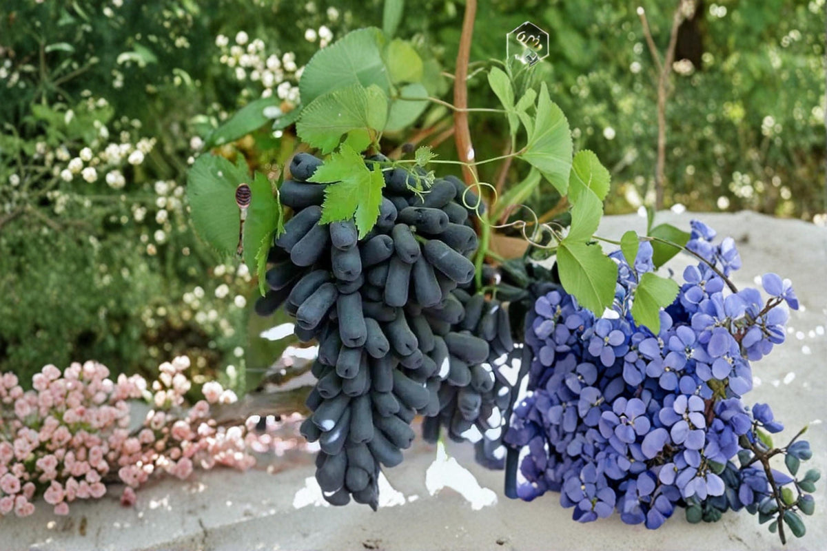 Moon Drop Grape Vine Seedless Fruit Plant | Vitis vinifera | Climbing Grape Vine for Garden or Container