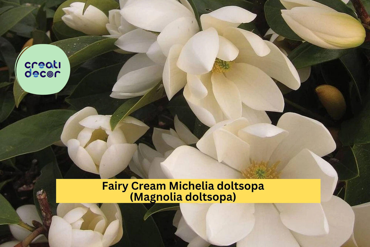 Fairy Cream Michelia Magnolia Tree – Michelia doltsopa – Fragrant Evergreen Flowering Tree with Creamy White Blooms