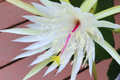 Epiphyllum Hookeri Strictum Cutting - Orchid Cactus Succulent with White Flowers, Trailing, Easy Care