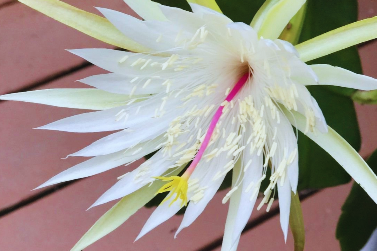 Epiphyllum Hookeri Strictum Cutting - Orchid Cactus Succulent with White Flowers, Trailing, Easy Care