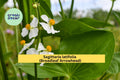 Broadleaf Arrowhead Seeds – Sagittaria latifolia – Native Aquatic Perennial for Pond, Water Garden & Wetlands