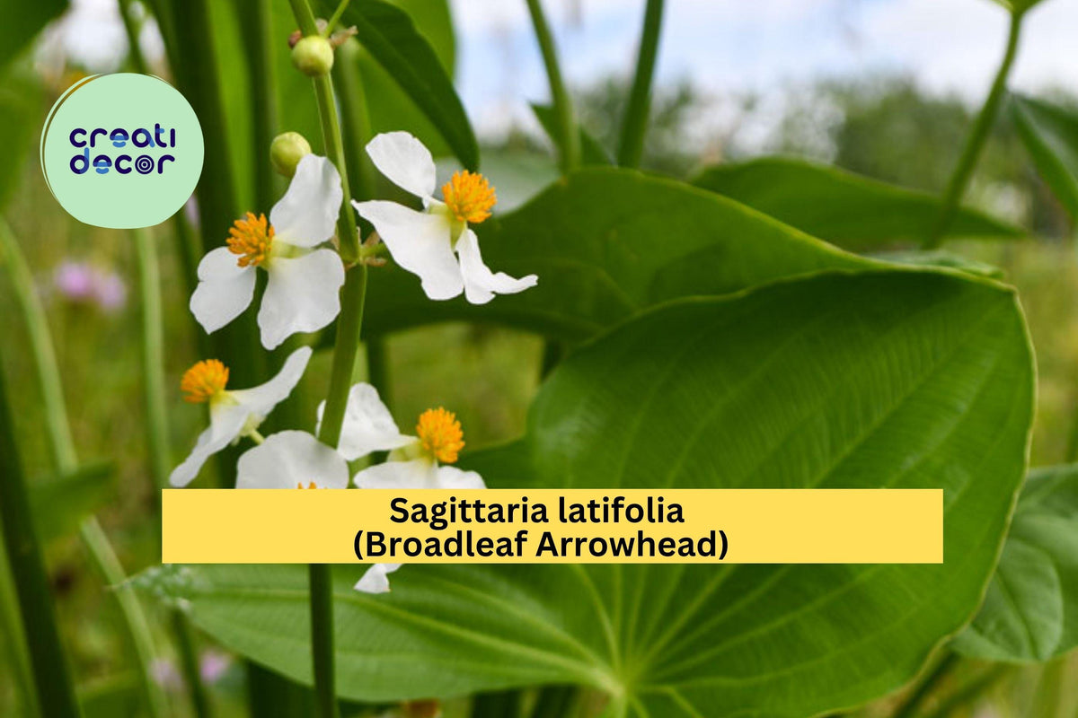 Broadleaf Arrowhead Seeds – Sagittaria latifolia – Native Aquatic Perennial for Pond, Water Garden & Wetlands
