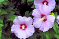Unrooted Rose-of-Sharon Cuttings Lavender Double Hibiscus syriacus Bush/Shrub/Tree 5 Pack