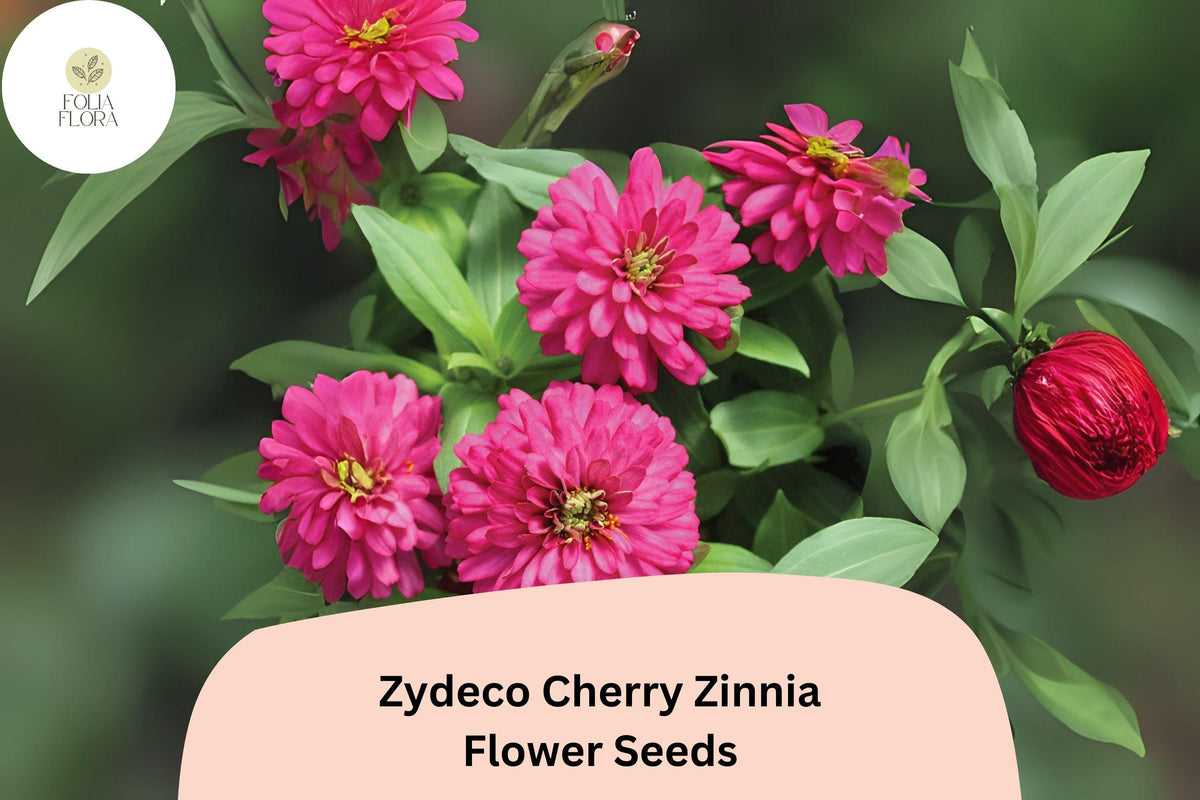Zinnia Seeds – Zydeco Cherry Red Blooms – Heirloom Non-GMO – Zinnia elegans for Cutting Gardens & Pollinator Attracting