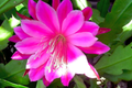 Epiphyllum Unrooted Cutting 8" Long Orchid Cactus Succulent Purple Flowers Indoor Plant
