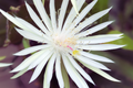 8" Epiphyllum Hookeri Strictum Orchid Cactus Cutting - Indoor Succulent Plant for Hanging Baskets
