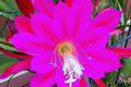 Epiphyllum Unrooted Cutting - Orchid Cactus Succulent with Fuchsia Flowers, Epiphyllum spp.