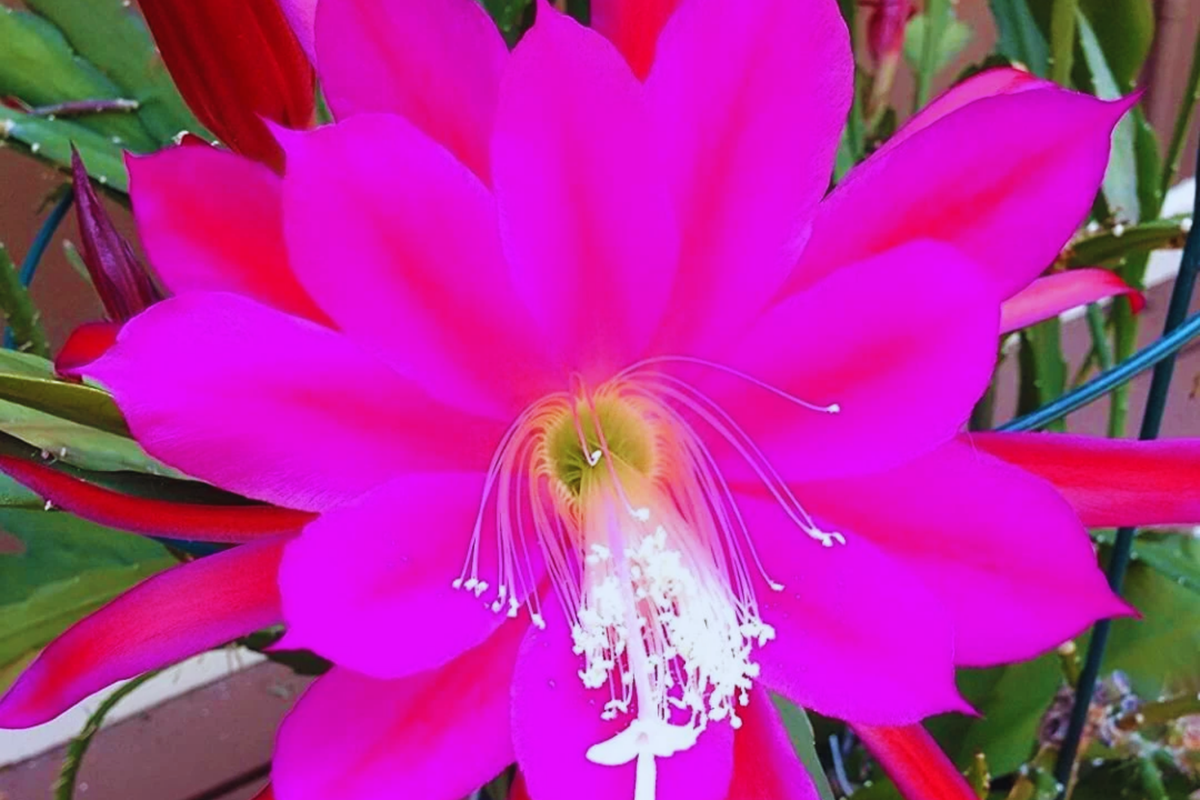 Epiphyllum Unrooted Cutting - Orchid Cactus Succulent with Fuchsia Flowers, Epiphyllum spp.