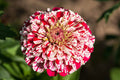 Bon Bon Mix Zinnia Seeds – 100+ Dwarf Pom-Pom Blooms, Vibrant Colors, Pollinator & Container Garden, Zinnia elegans