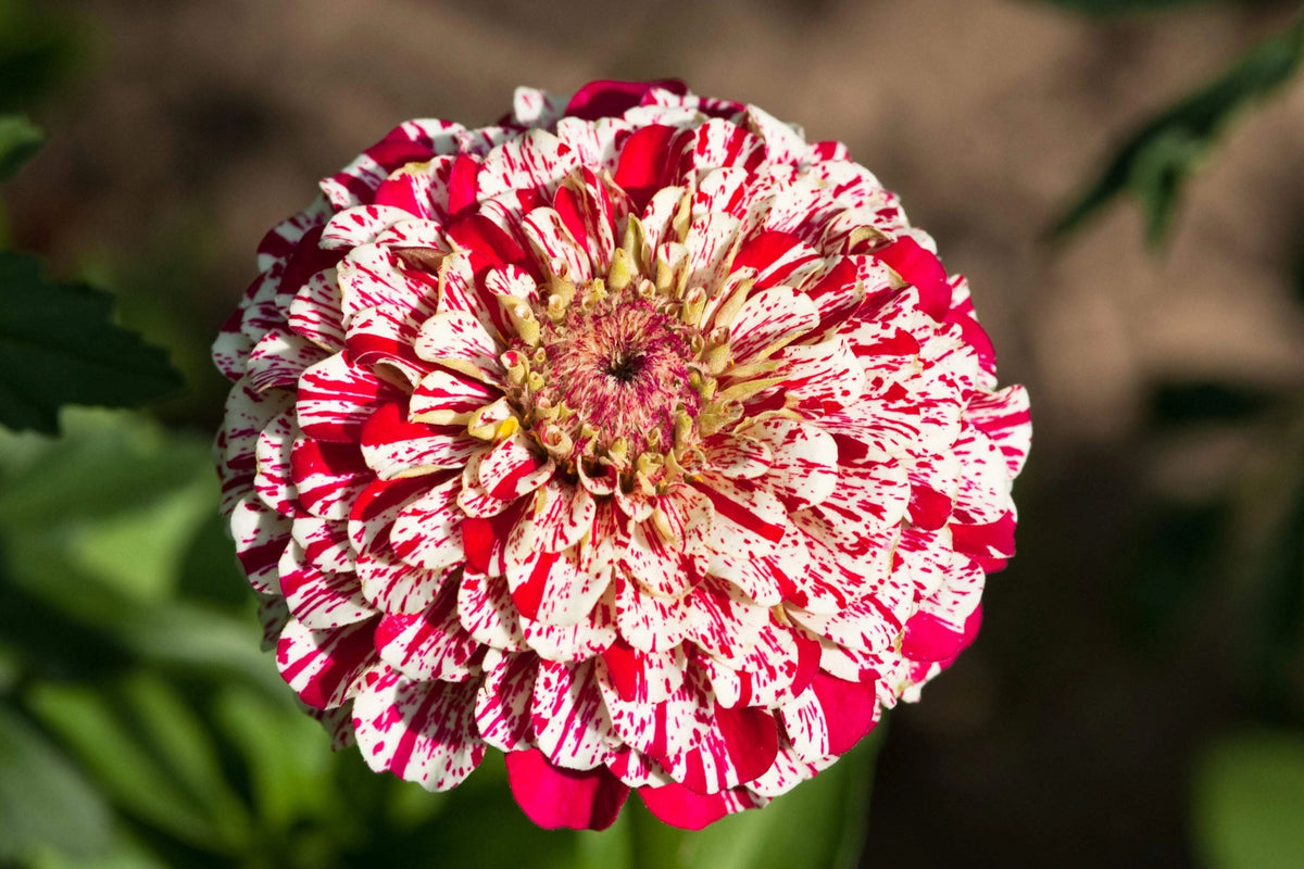 Bon Bon Mix Zinnia Seeds – 100+ Dwarf Pom-Pom Blooms, Vibrant Colors, Pollinator & Container Garden, Zinnia elegans