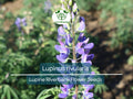 15 Seeds Lupine Riverbank Perennial Flower Blue Blooms Pollinator-Friendly Lupinus rivularis
