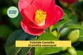 Red Yuletide Camellia Live Plant | 8–12" Rooted Evergreen Shrub with Red and Yellow Blooms | Camellia sasanqua 'Yuletide'