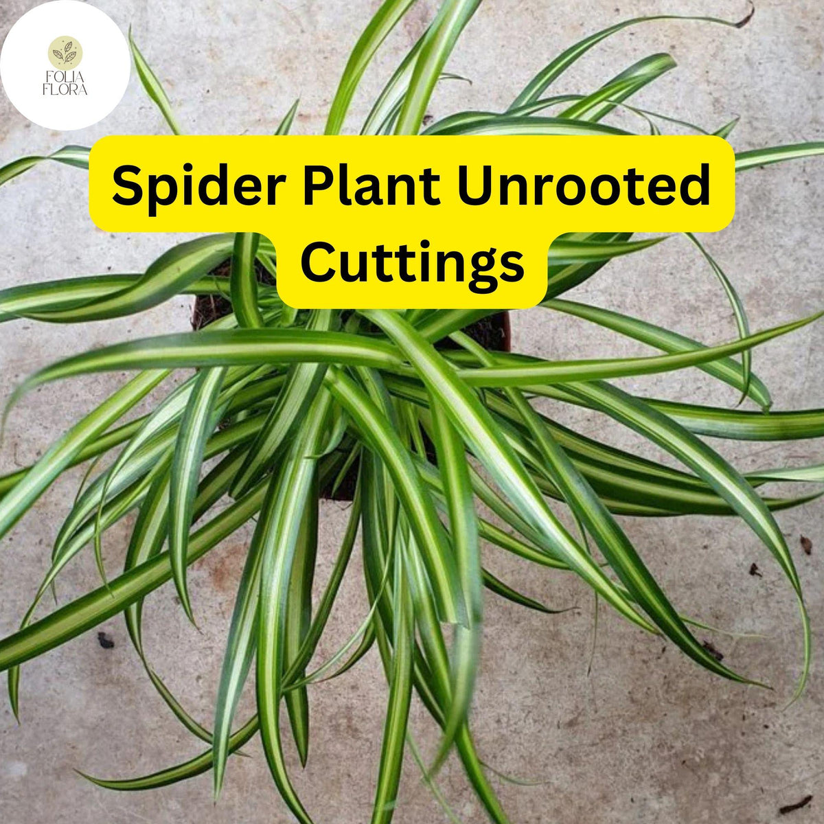 Spider Plant Cuttings 10 Pack, Chlorophytum comosum, Indoor Air Purifier, Easy Care Houseplants, Green and White Striped