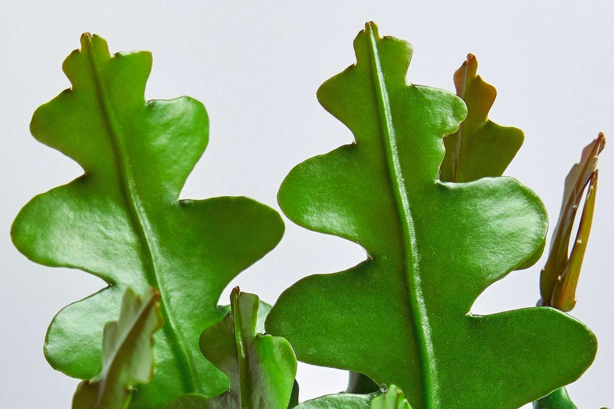 Ric Rac Cutting - Fish Bone Succulent Cryptocereus anthonyanus, Orchid Cactus, Trailing Plant