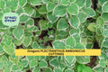 Variegated Cuban Oregano Cuttings | Plectranthus Amboinicus Herb Starter | Aromatic Succulent-Like Foliage | Unrooted Plant