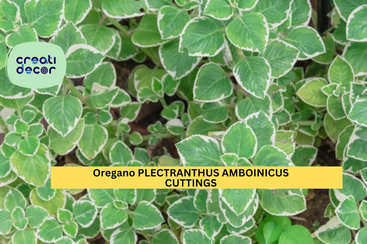 Variegated Cuban Oregano Cuttings | Plectranthus Amboinicus Herb Starter | Aromatic Succulent-Like Foliage | Unrooted Plant
